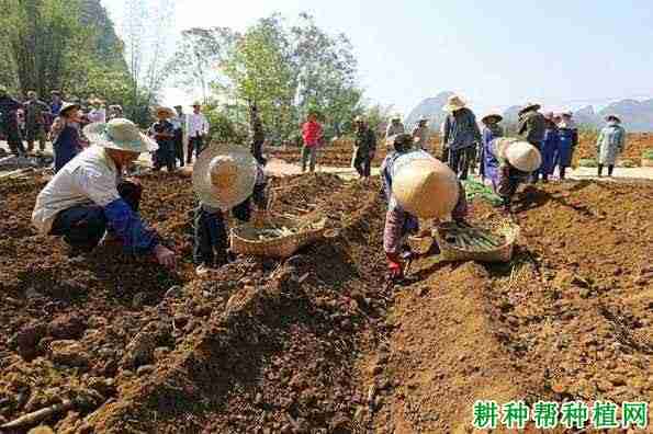 种植甘蔗怎样排种，哪种方式比较好？